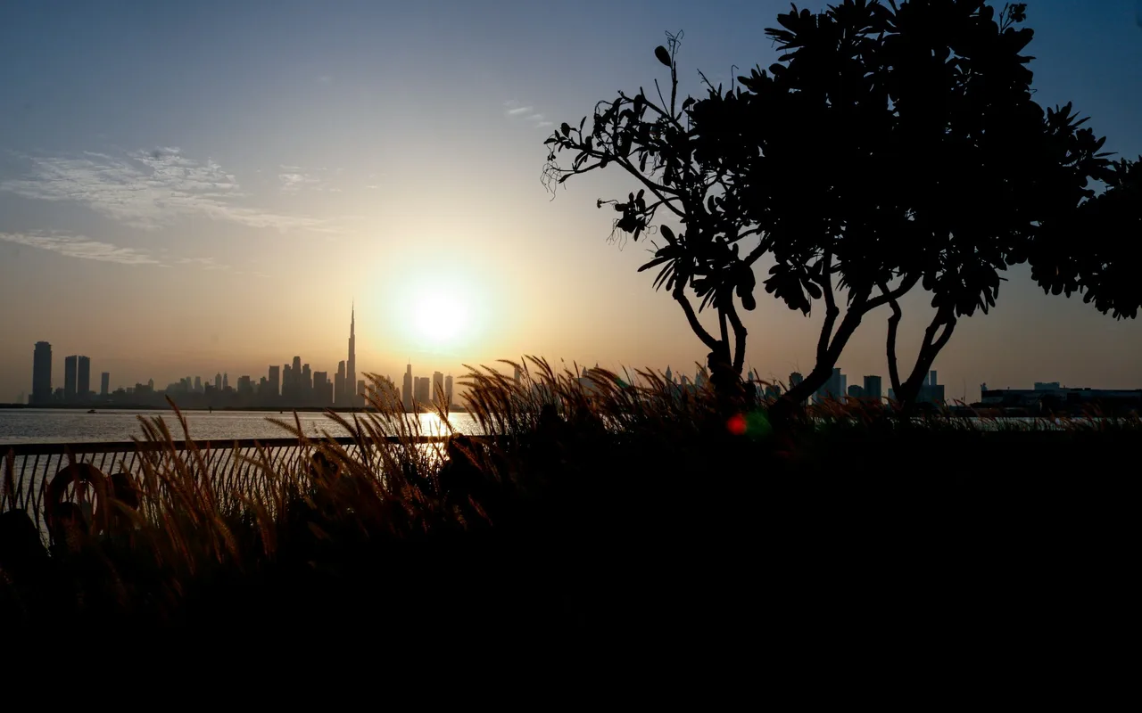 Dubai skyline at sunset seen past waterfront planting in Dubai Creek Harbour